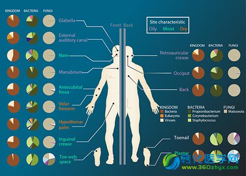 你知道吗人体微生物竟影响大脑和免疫治疗