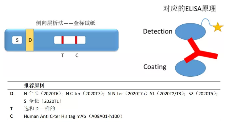 (2)间接法检测抗体