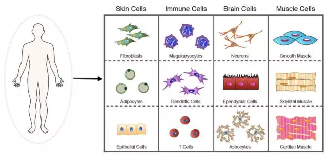 人体内众多的细胞类型(图片来源:nih)